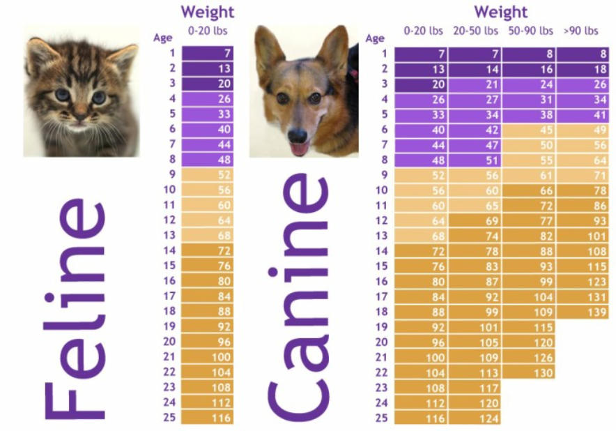 tartar cat and dog chart